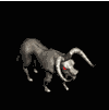 cow.gif
